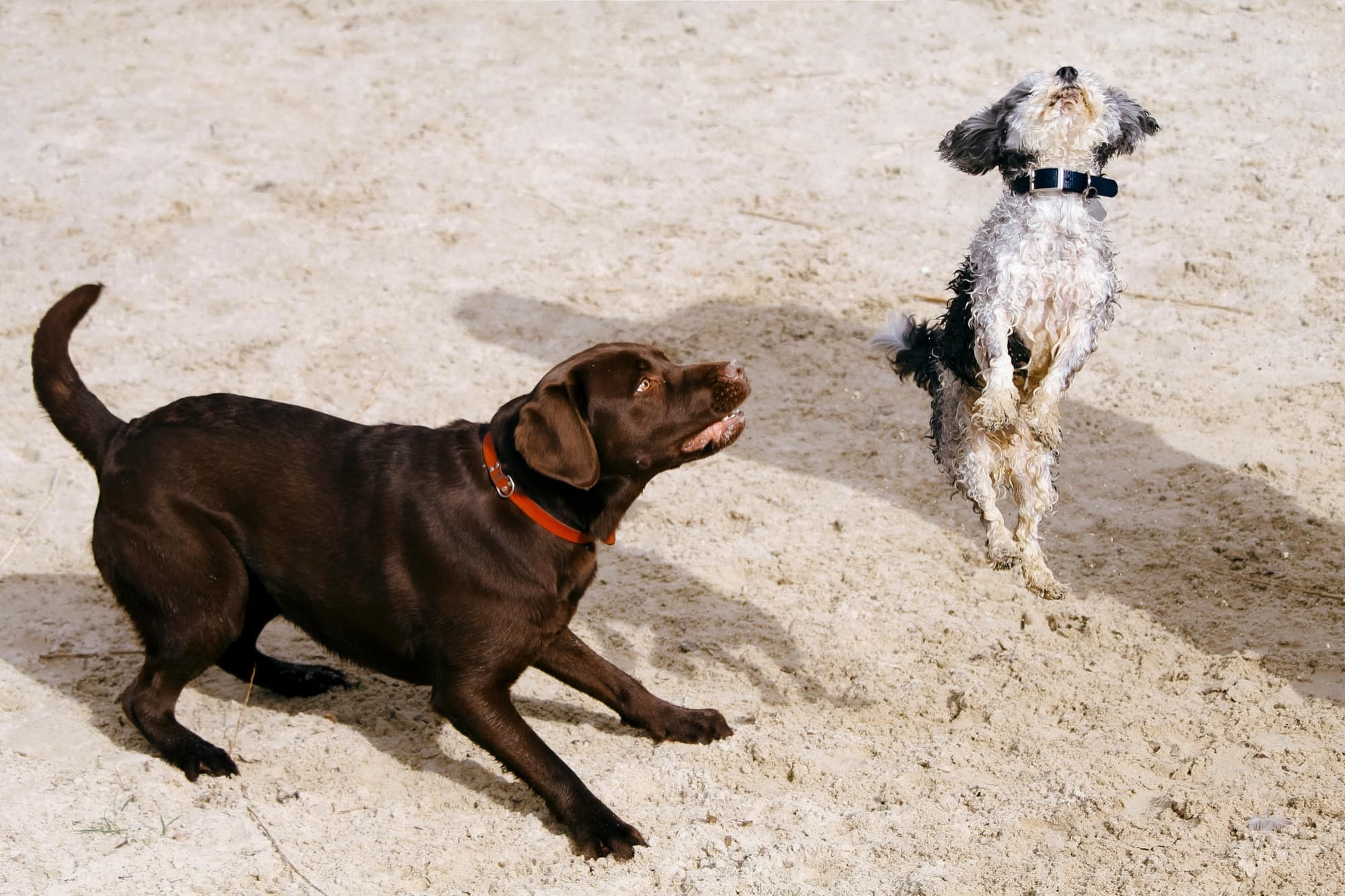 Two dogs running together across open sand during a training outing
