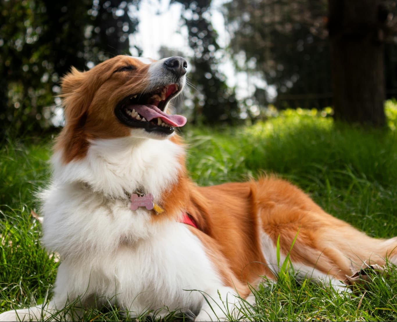 A border collie holding a steady sit and watching its handler during an outdoor training session