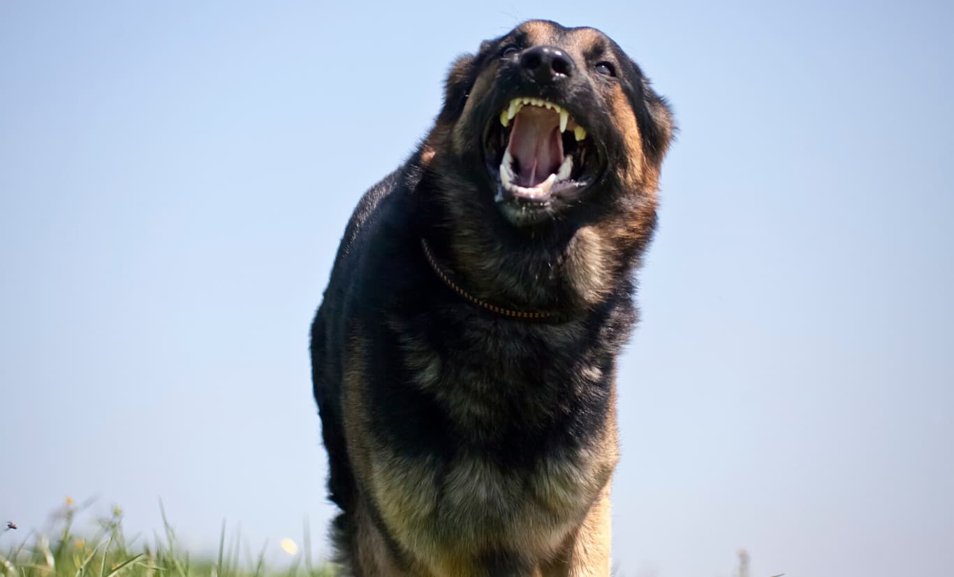 A reactive shepherd mid bark during a training assessment