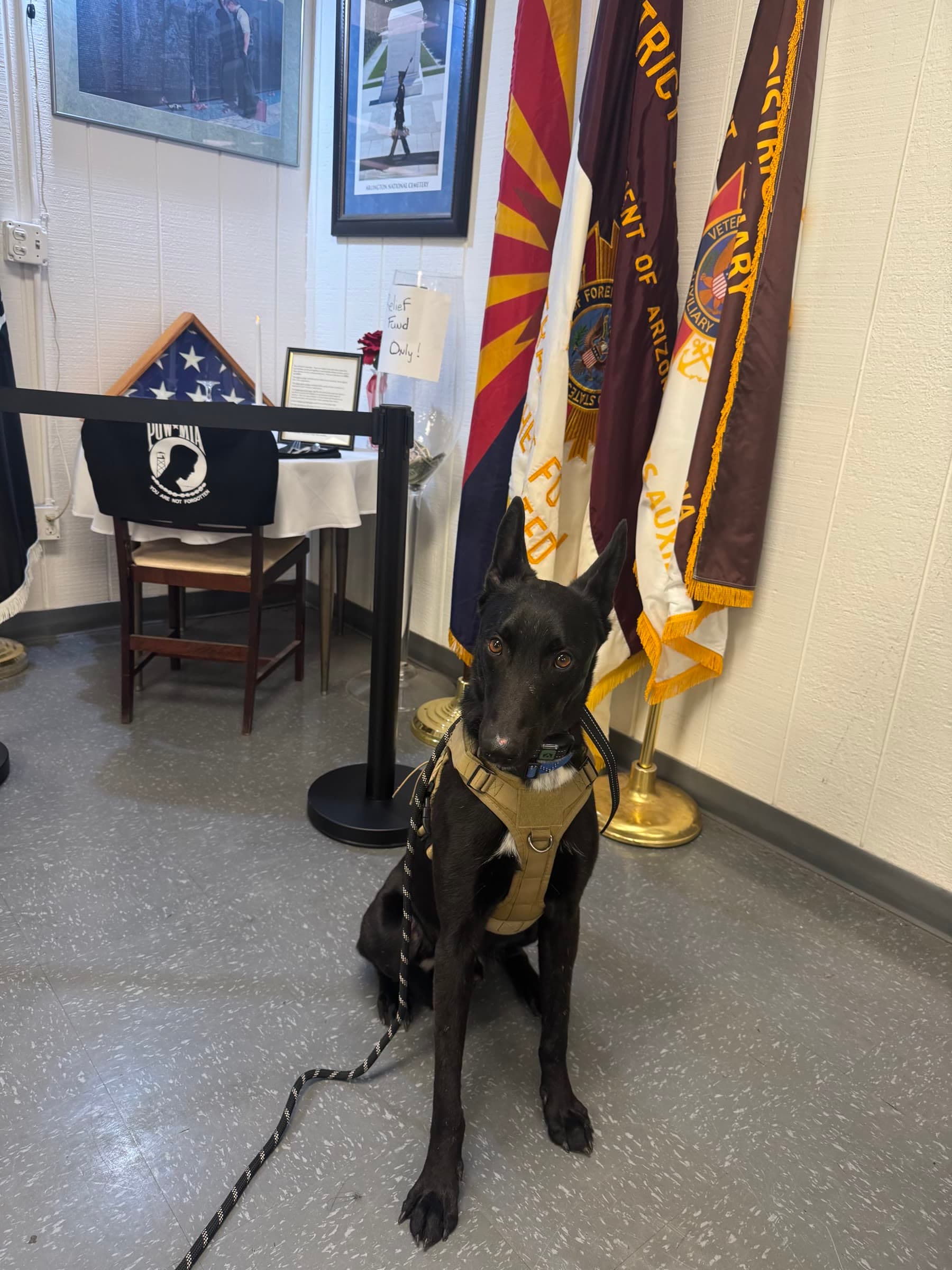 A black shepherd service dog in training sitting at a veterans hall
